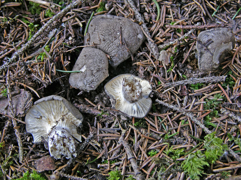 Ritrovamenti venerd� 20 aprile.